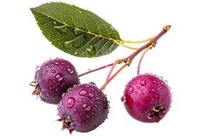 kokum
